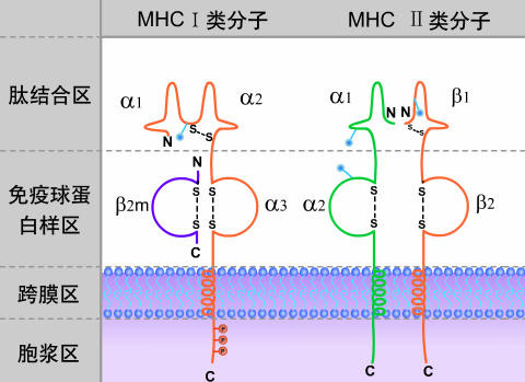 九游体育下载-hlab27阳性一定是强直性脊柱炎吗